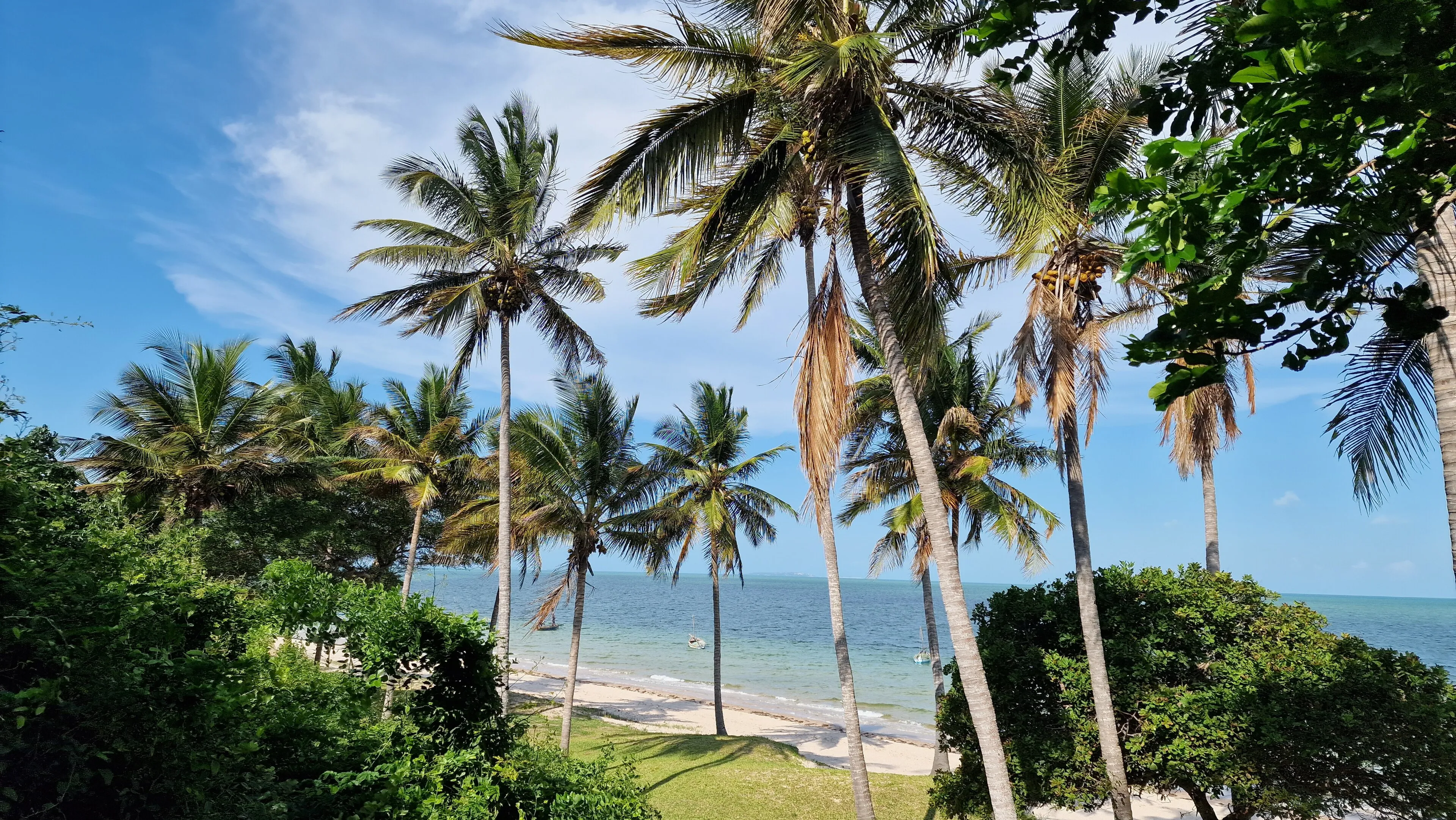 Palm trees along the Inhambane coast